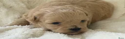 Maltipoo dogs for sale: Stunning Maltipoo’s - Advert 11