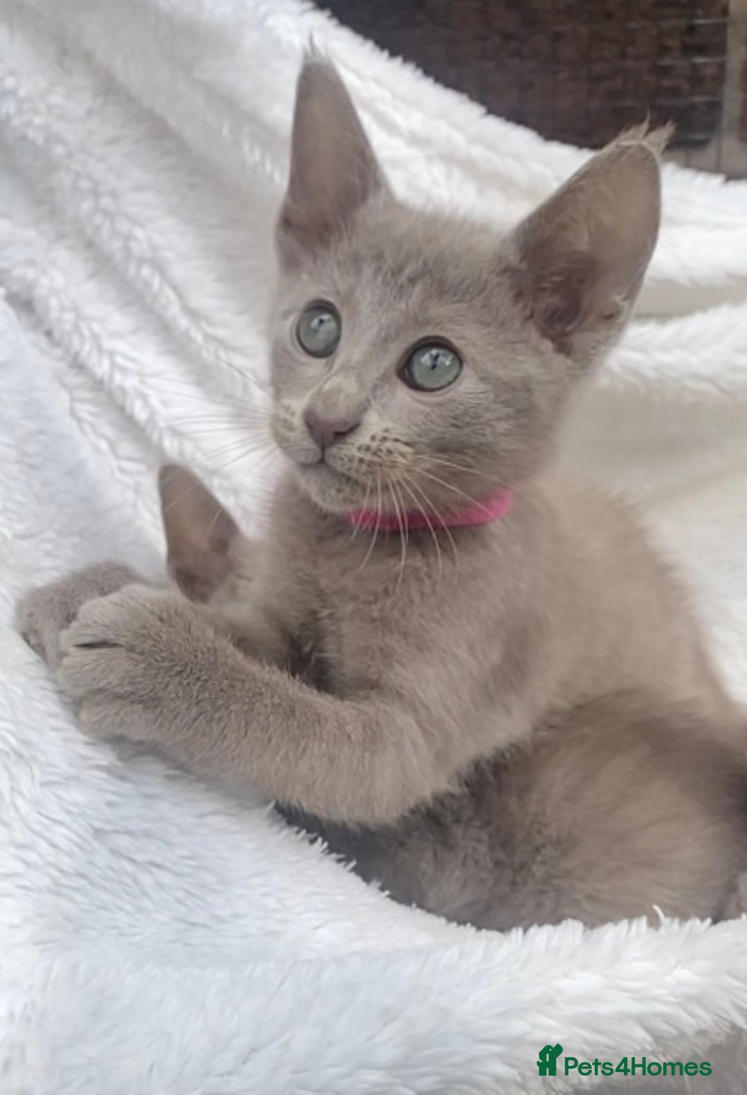 Mixed Breed cats for sale: Oriental X Siamese  - Image 23