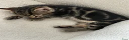 Mixed Breed cats for sale: Bengal mix kittens - Advert 11