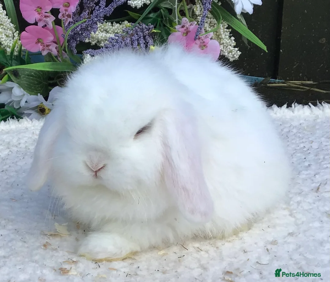 Mini Lop rabbits for sale: Mini lop buck - Advert 6