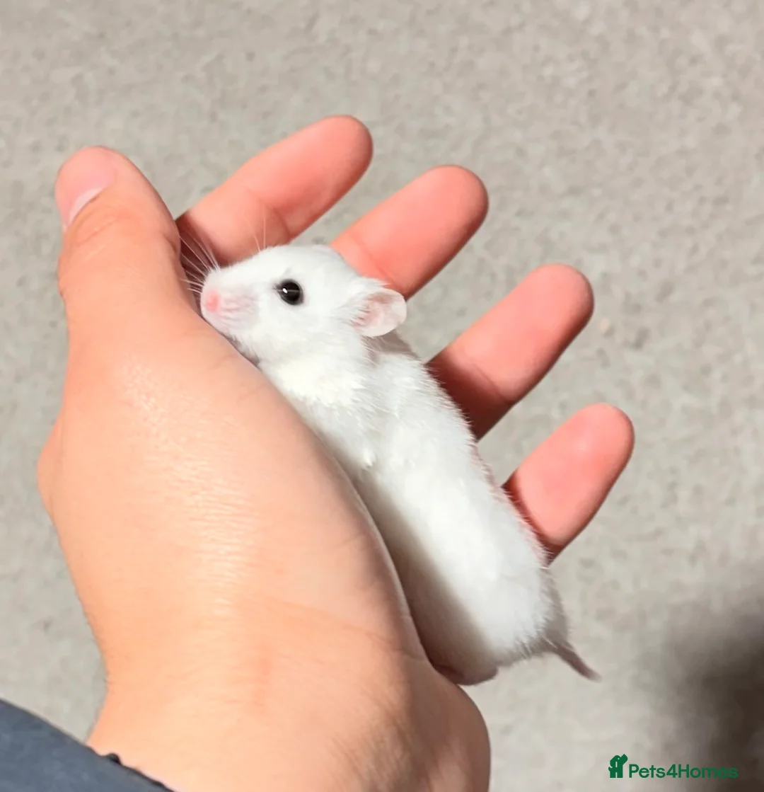 Hamster rodents for sale: OLDER STUNNING TAME PEDIGREE HAMSTERS - Advert 6