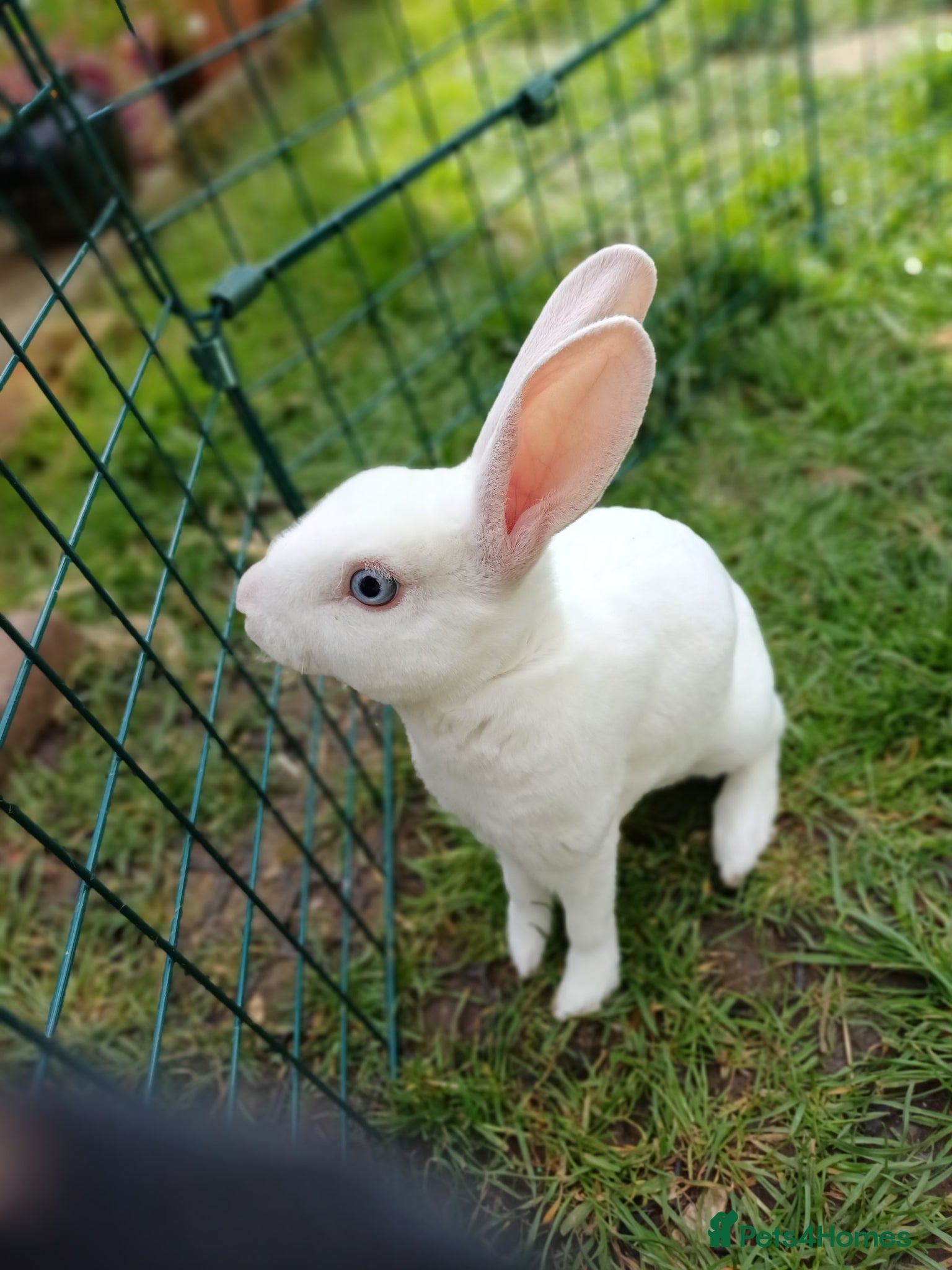 Rex rabbits Beautiful blue eyed mini rex looking for new home - Advert 4