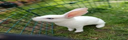 Rex rabbits for sale: Last remaining beautiful blue eyed mini rex - Advert 1