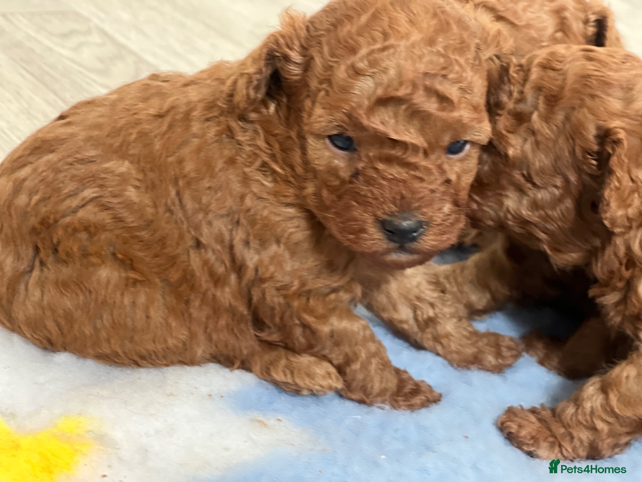 Toy Poodle dogs 1 girl left Deep red kc true size toy poodles - Advert 1