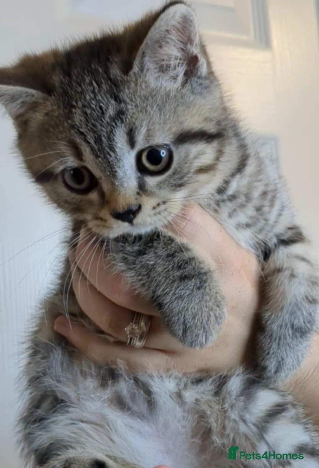British Shorthair cats for sale:  Ready now. British shorthair kittens  - Image 19