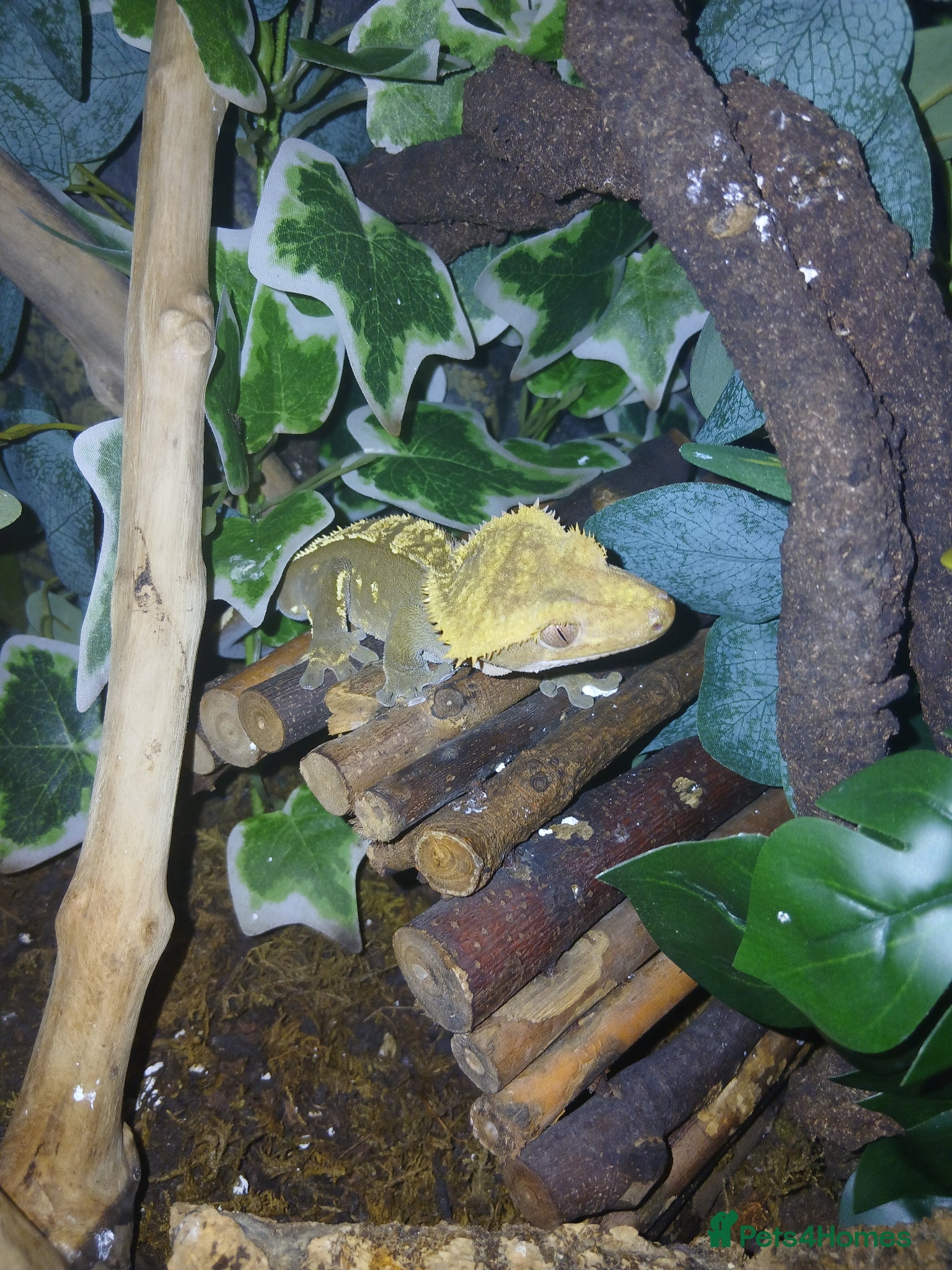 Lizard reptiles Multiple lizards !!PLEASE READ DESCRIPTION!!!  - Advert 2