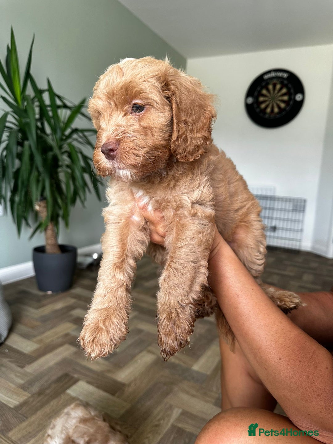 Cockapoo dogs for sale: 4 girls and 1 boy beautiful cockapoo - Image 11