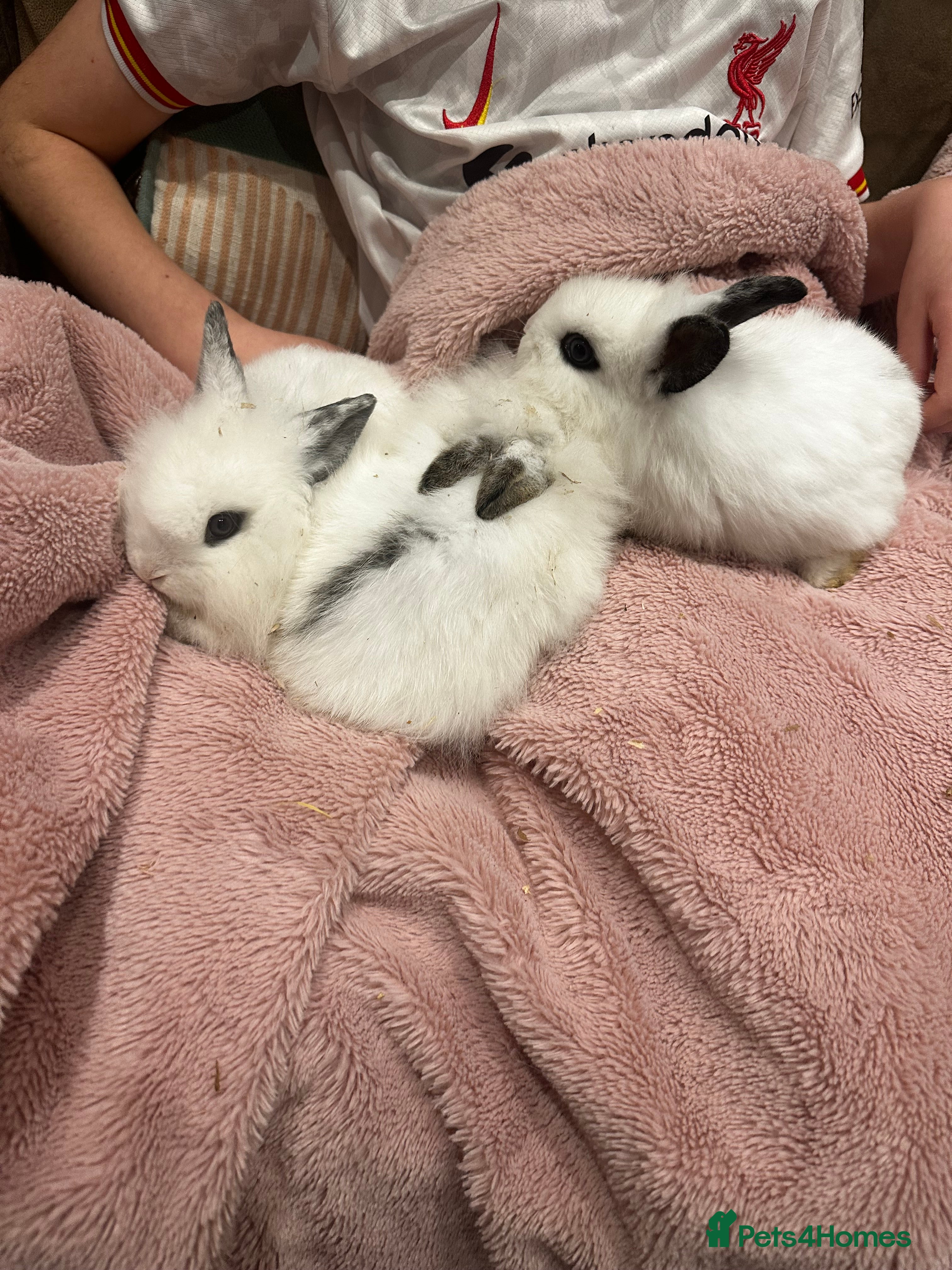 Mini Lion Lop rabbits Baby rabbits ready to leave for  **  ❤️ - Advert 1