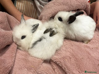 Mini Lion Lop rabbits Baby rabbits ready to leave for ** ❤️ - Advert 1