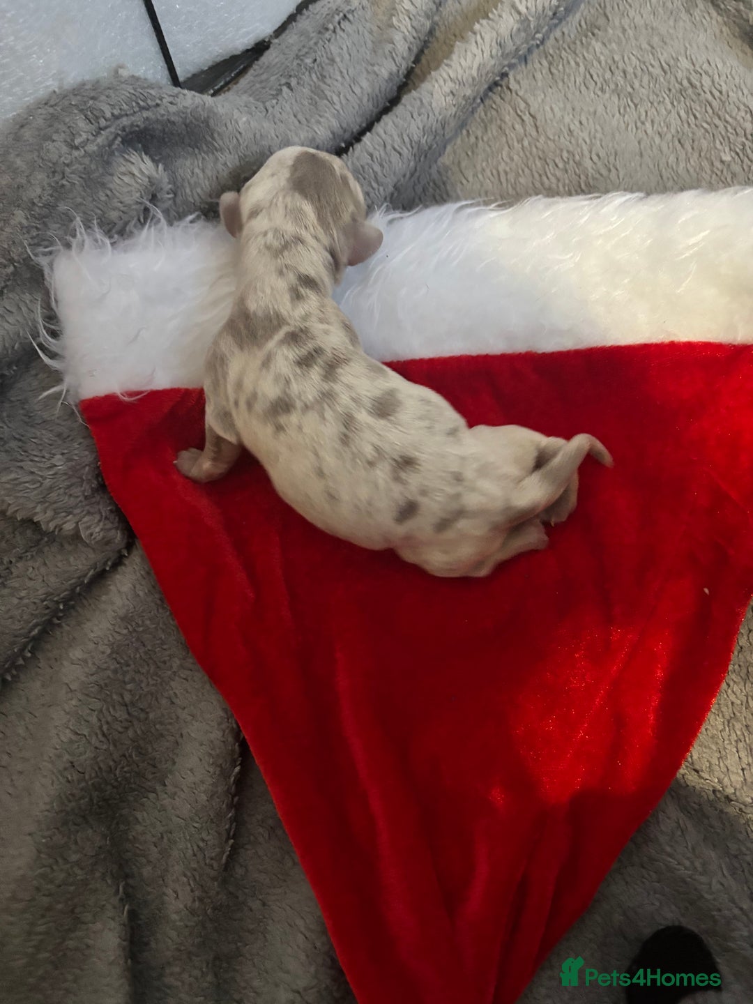 Dachshund dogs for sale: Miniature dashaund - Advert 10