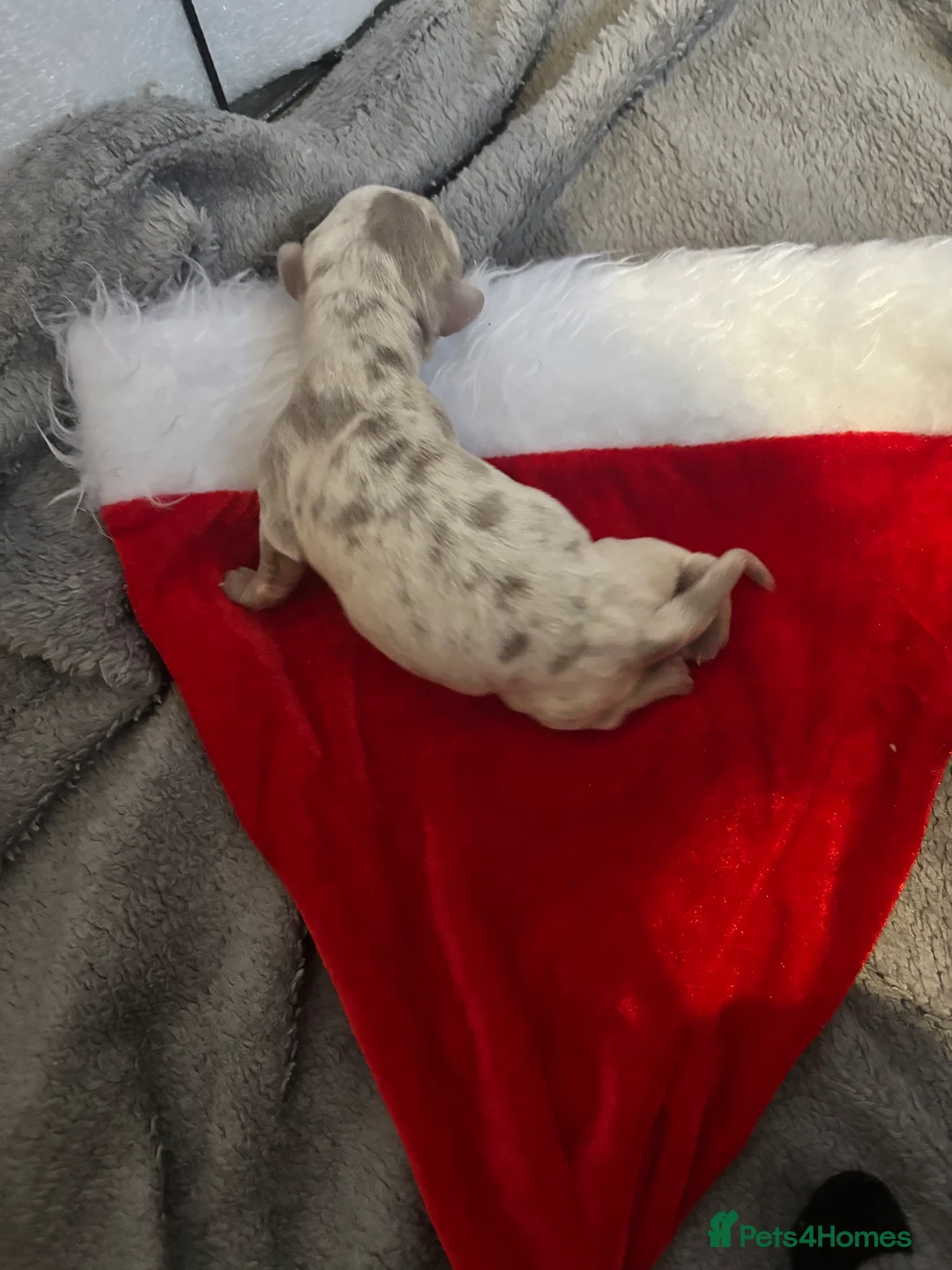 Dachshund dogs for sale: Miniature dashaund - Advert 8