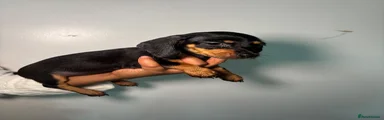Dachshund 4