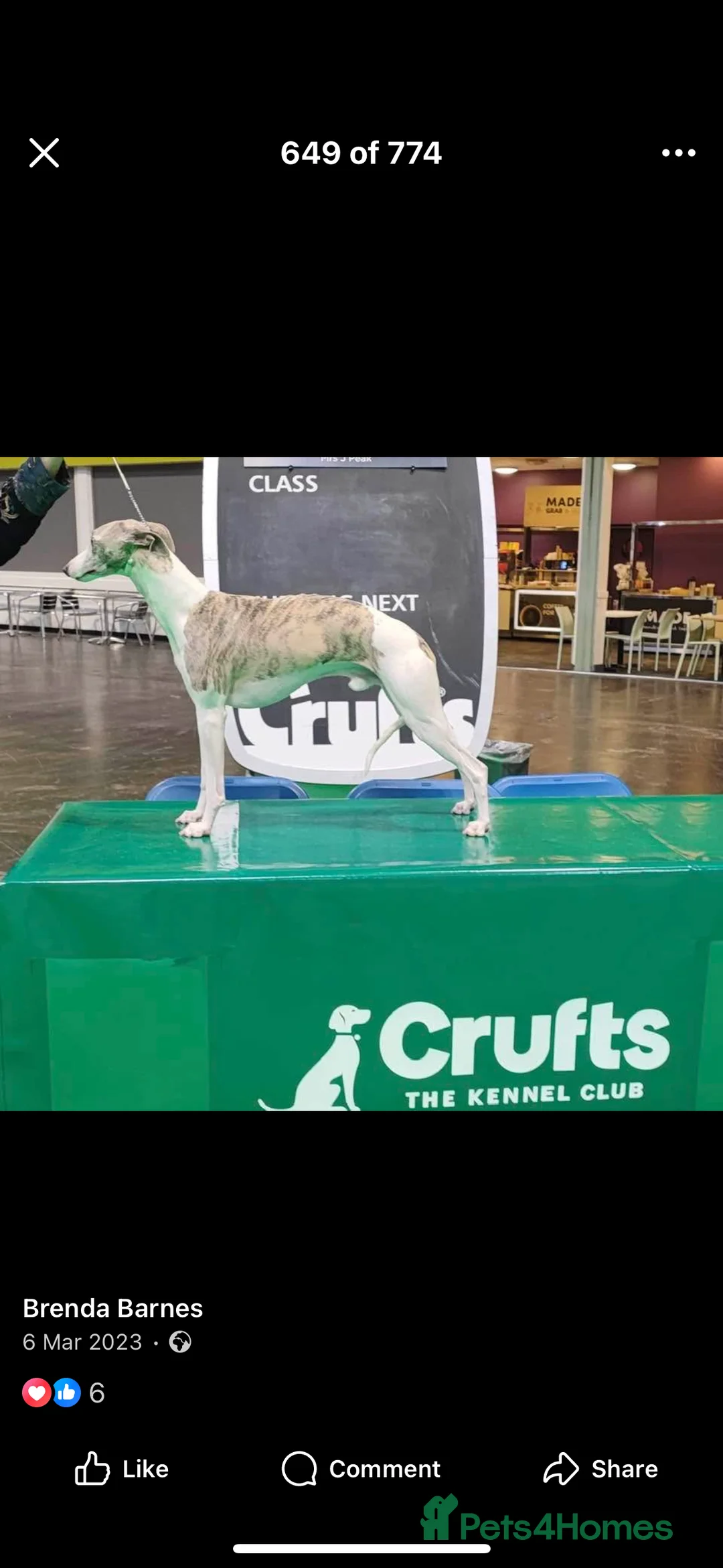 Whippet dogs for sale: Top quality KC registered Whippet pups - Advert 19