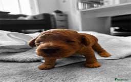 Cockapoo dogs for sale: ⭐️Exceptional litter - Cockapoo F1BB⭐️ - Image 3