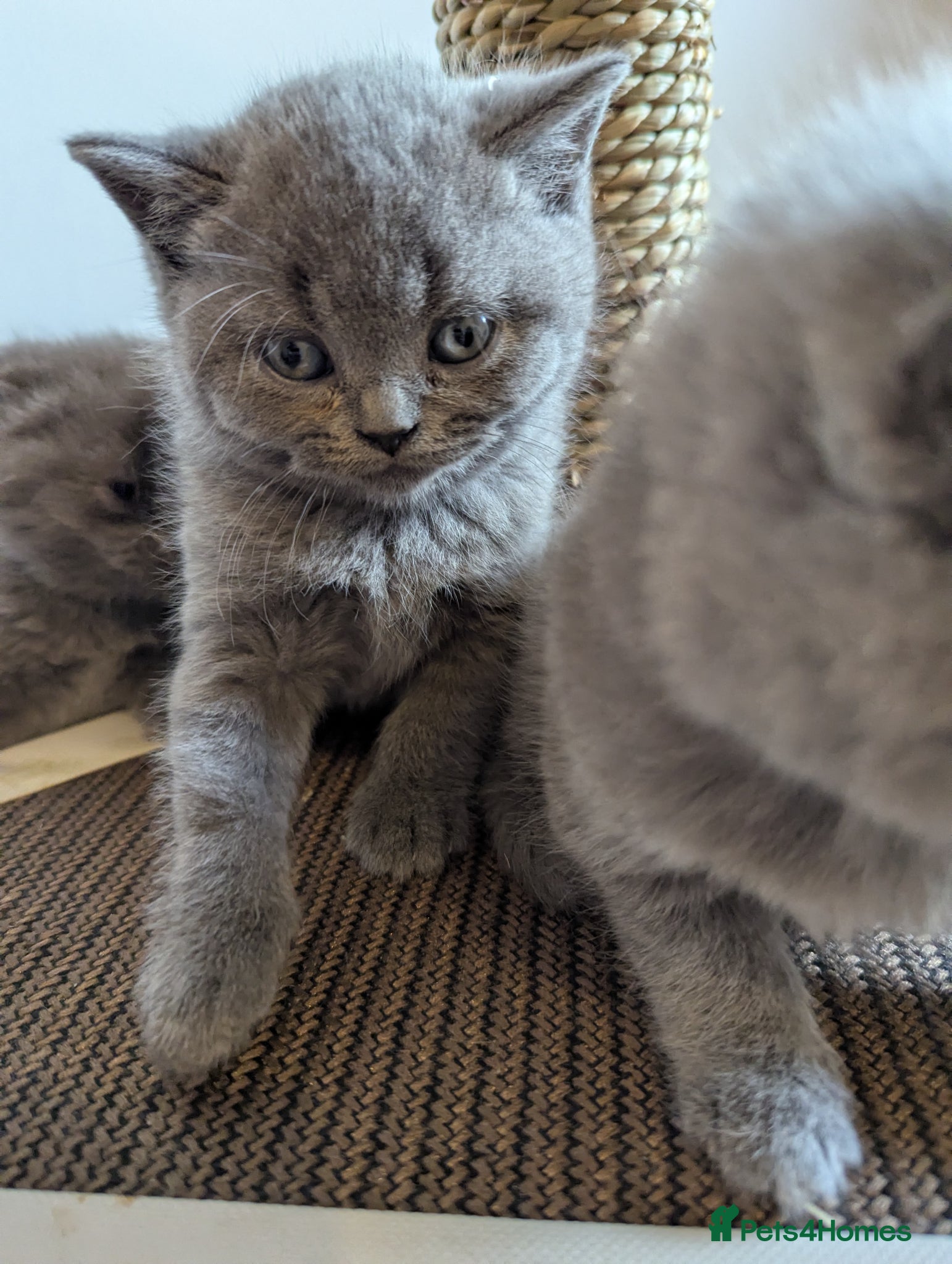British Shorthair cats Gorgeous purebred kittens - Advert 2