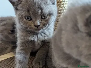 British Shorthair cats Gorgeous purebred kittens - Advert 2