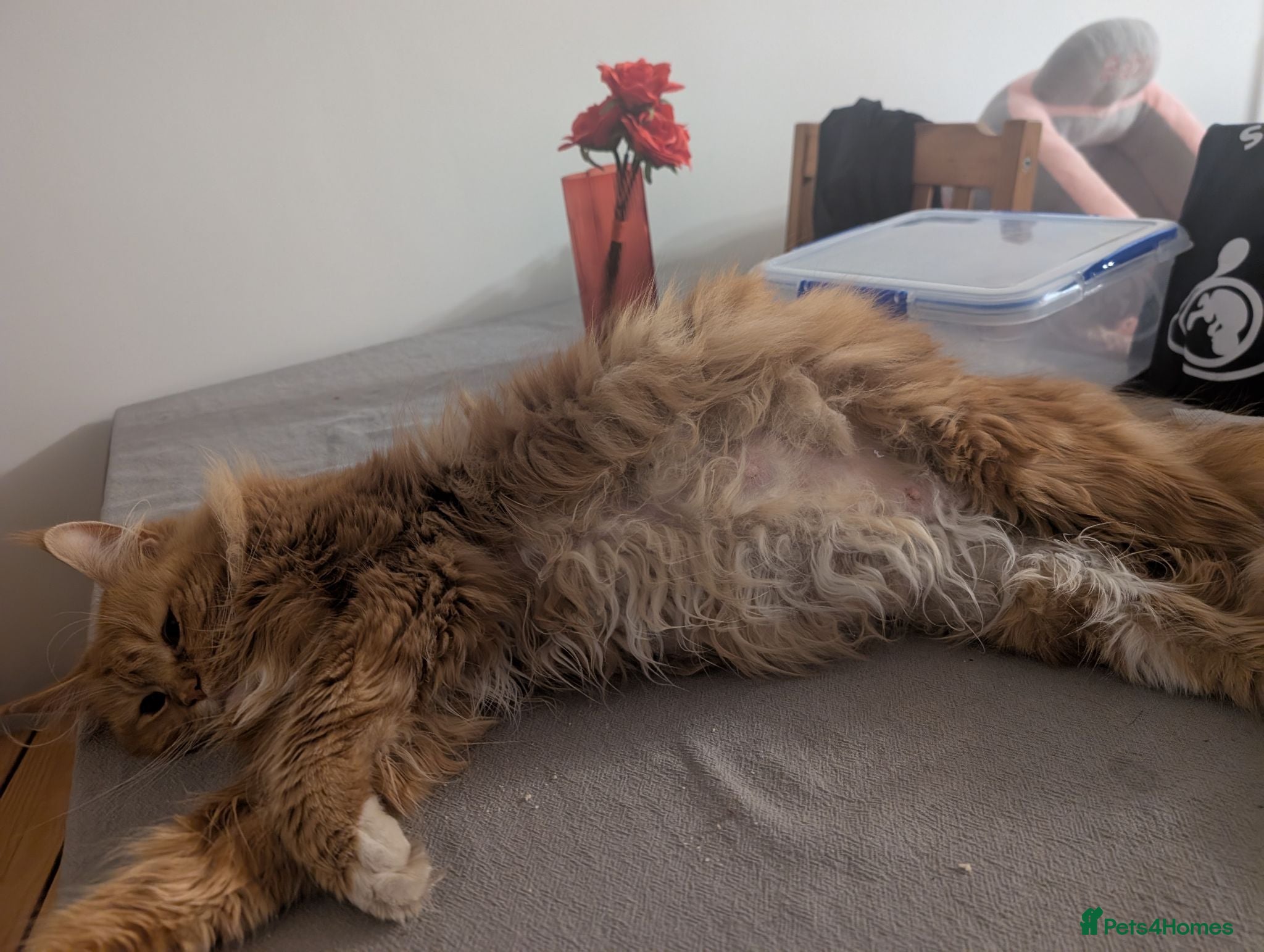 Maine Coon cats Main coon Mom is registered, dad is not  - Advert 11