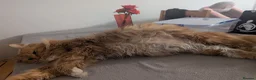Maine Coon cats for sale: Main coon Mom is registered, dad is not  in Birmingham - Advert 1