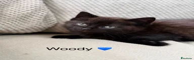 Woody 