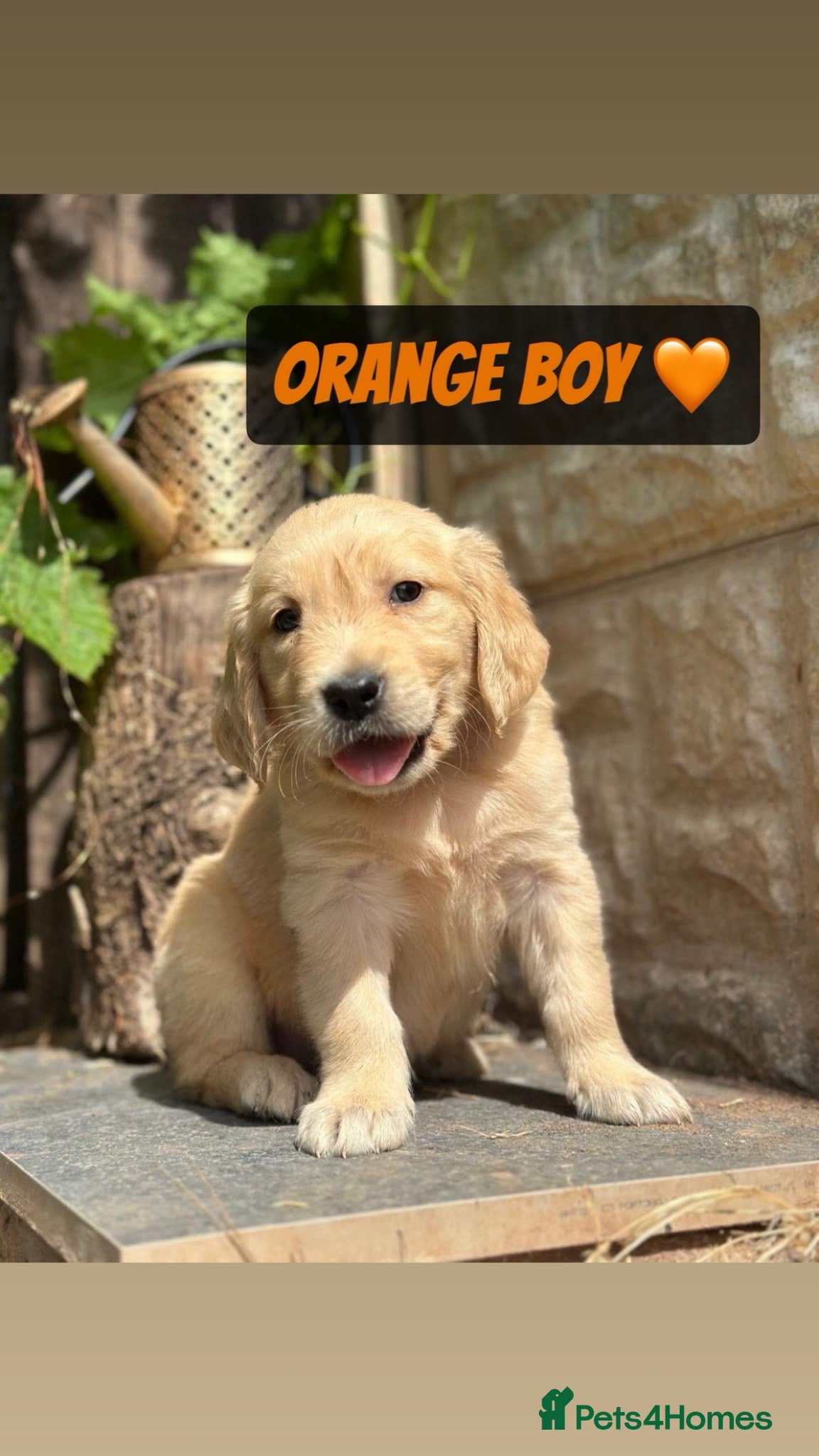 Golden Retriever dogs *READY NOW* PEDIGREE GOLDEN RETRIEVER PUPPIES - Advert 15