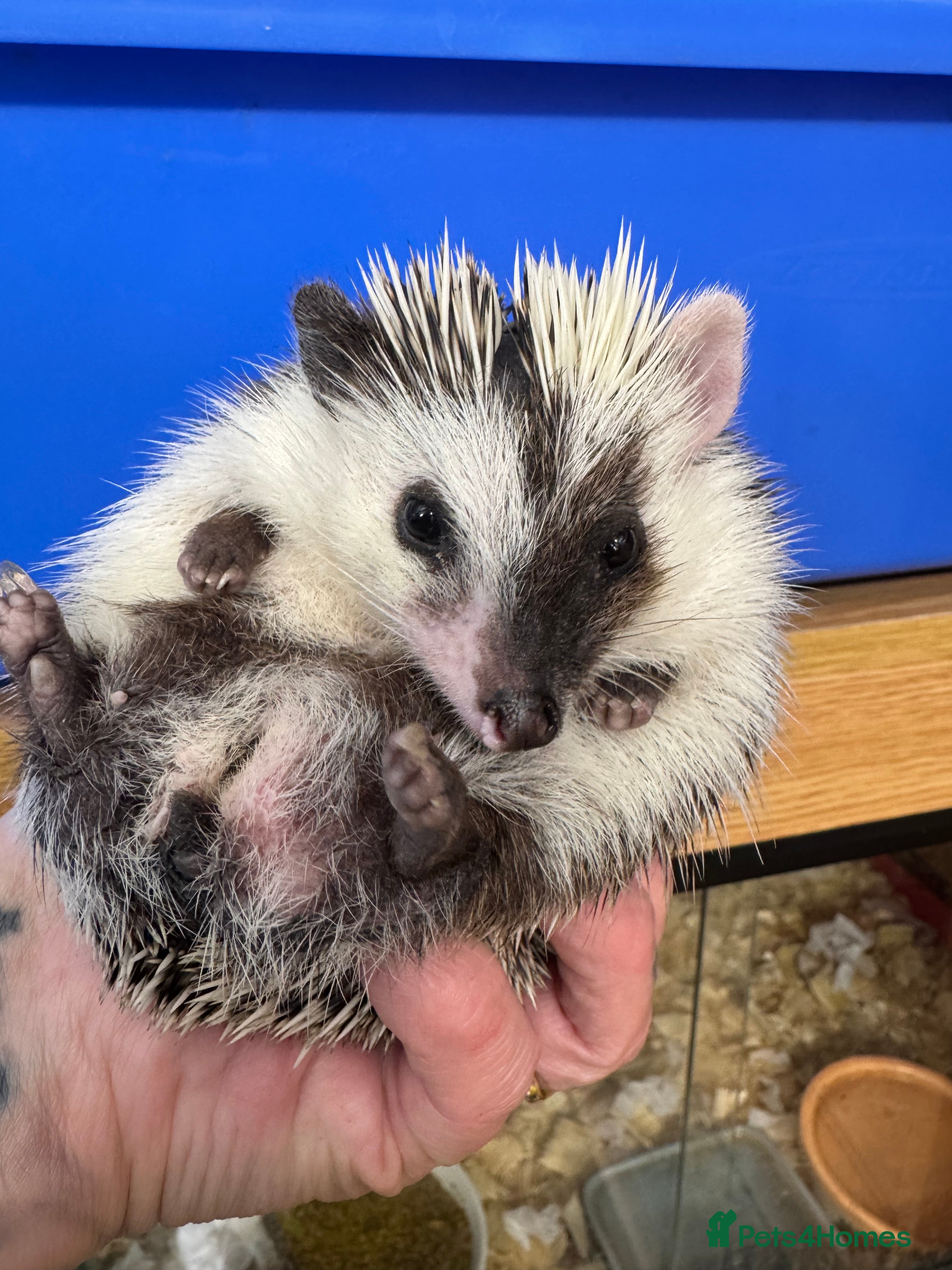 Pygmy Hedgehog rodents Hoglets full/dual masked/ cinnamon/ split faced  - Advert 4