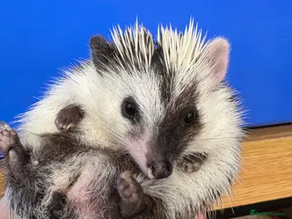 Pygmy Hedgehog rodents Hoglets full/dual masked/ cinnamon/ split faced - Advert 4