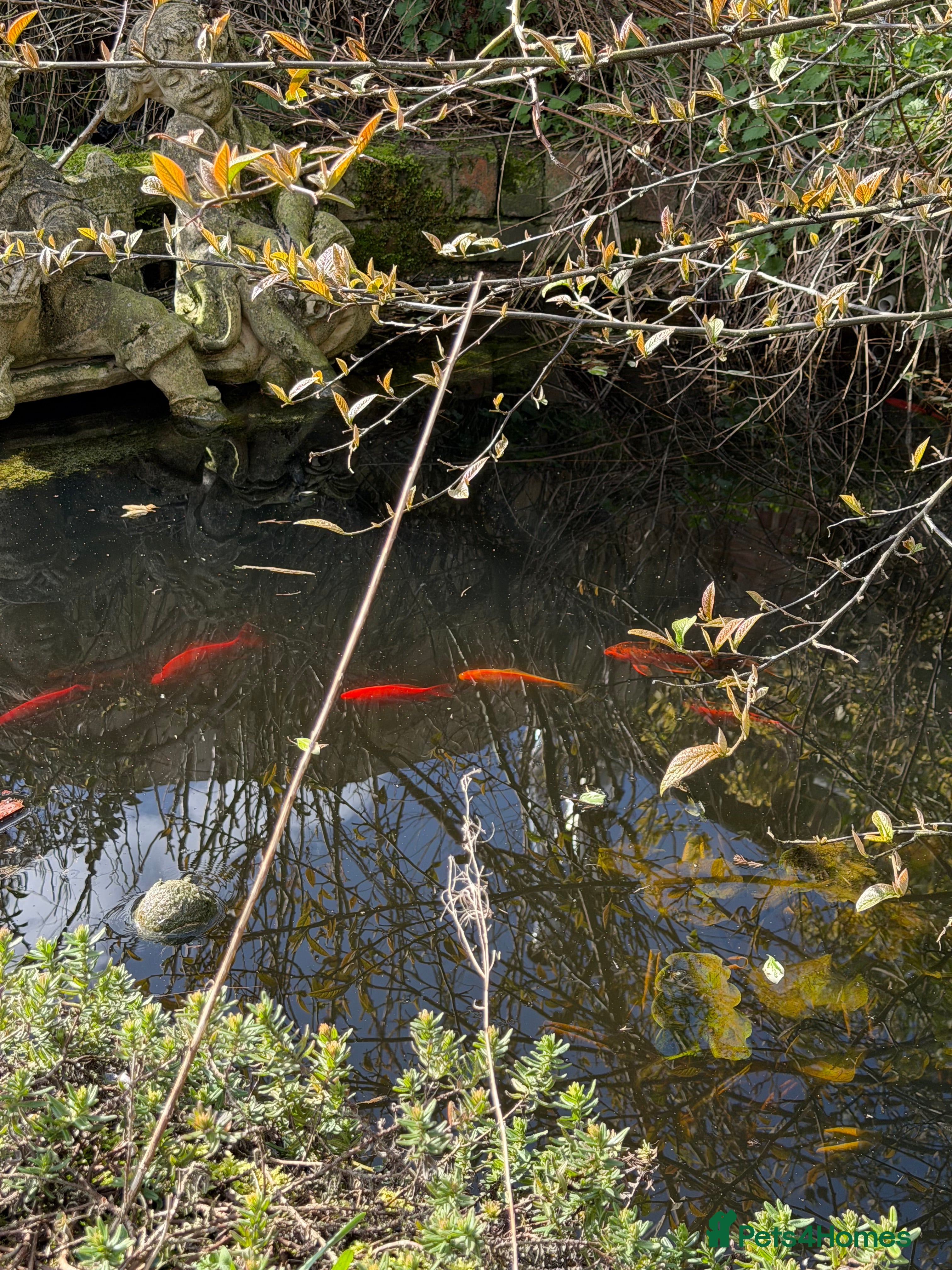Goldfish fish Pond Fish FREE - Advert 3