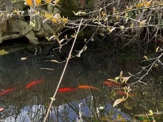 Goldfish fish Pond Fish FREE - Advert 3