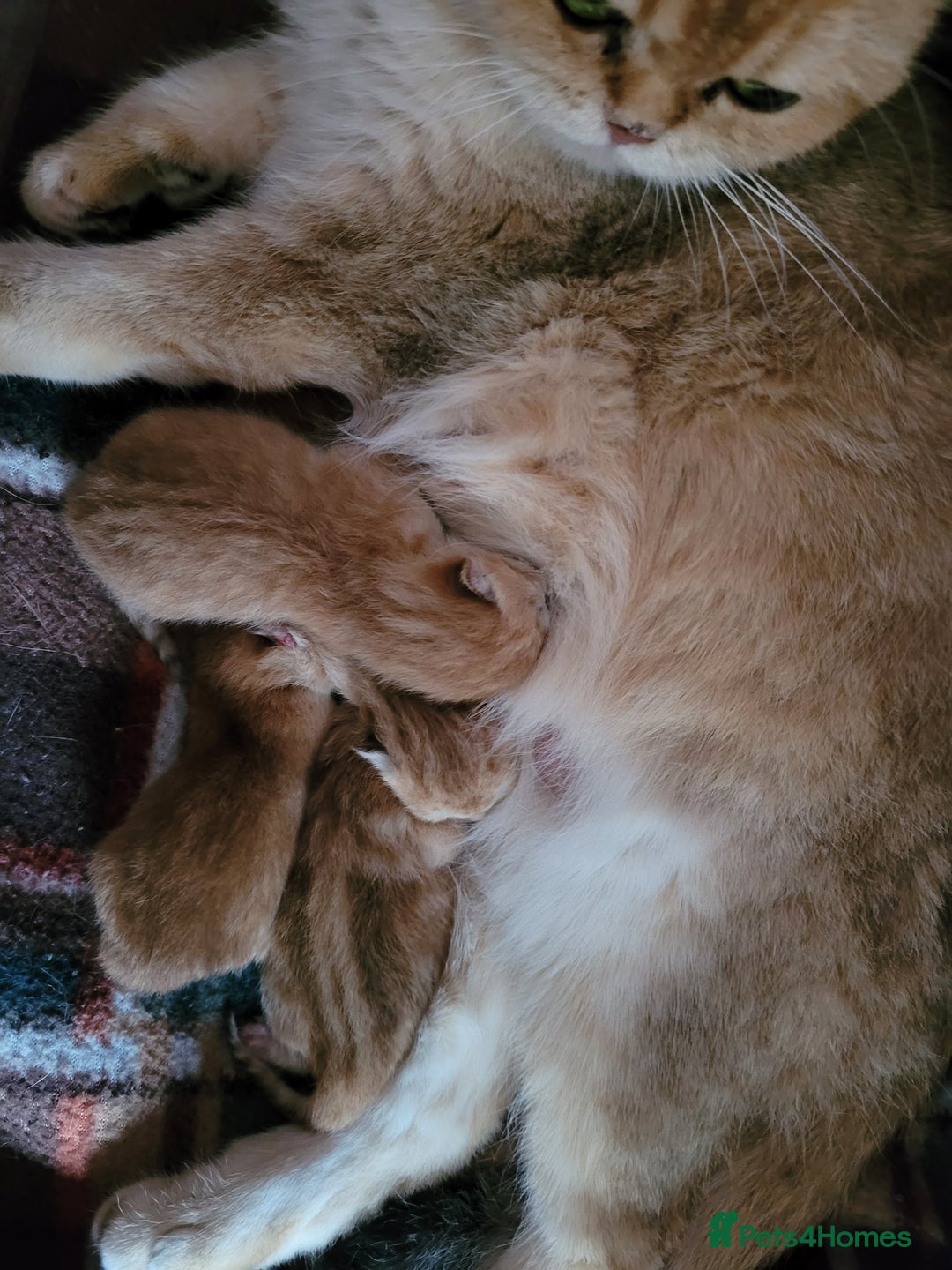 British Shorthair cats for sale: British shorthair kittens  - Image 8