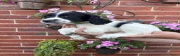 English Springer Spaniel dogs for sale:  KC registered English springer spaniel puppies - Advert 2