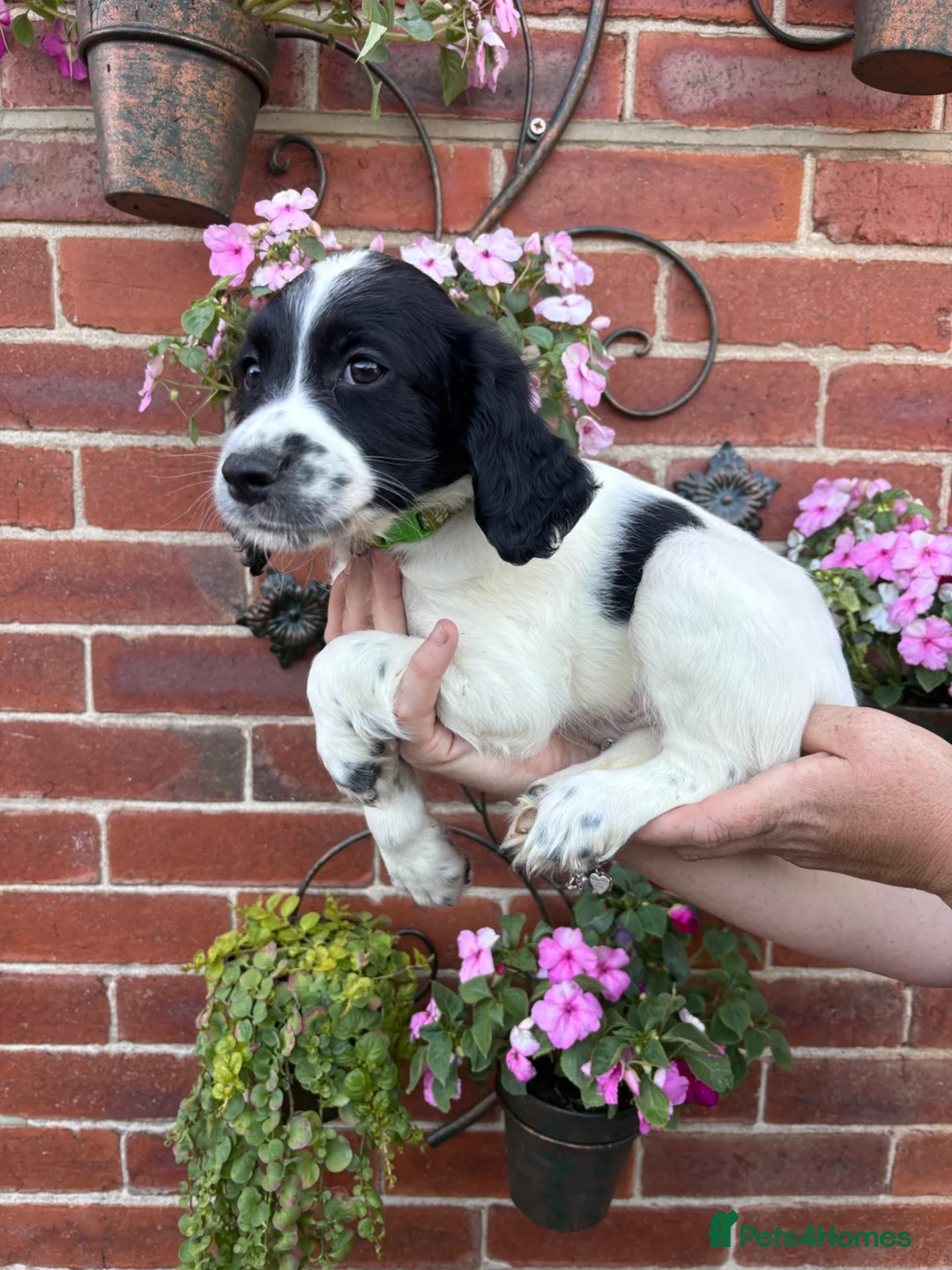 English Springer Spaniel dogs for sale:  KC registered English springer spaniel puppies - Advert 2