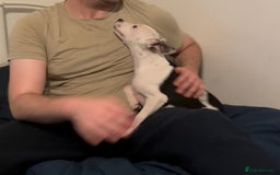 Staffordshire Bull Terrier dogs for sale: Staffordshire Bull Terrier Male Puppy - Image 5