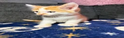 Mixed Breed cats for sale: Gorgeous white ginger tabby male kitten for sale  - Advert 2