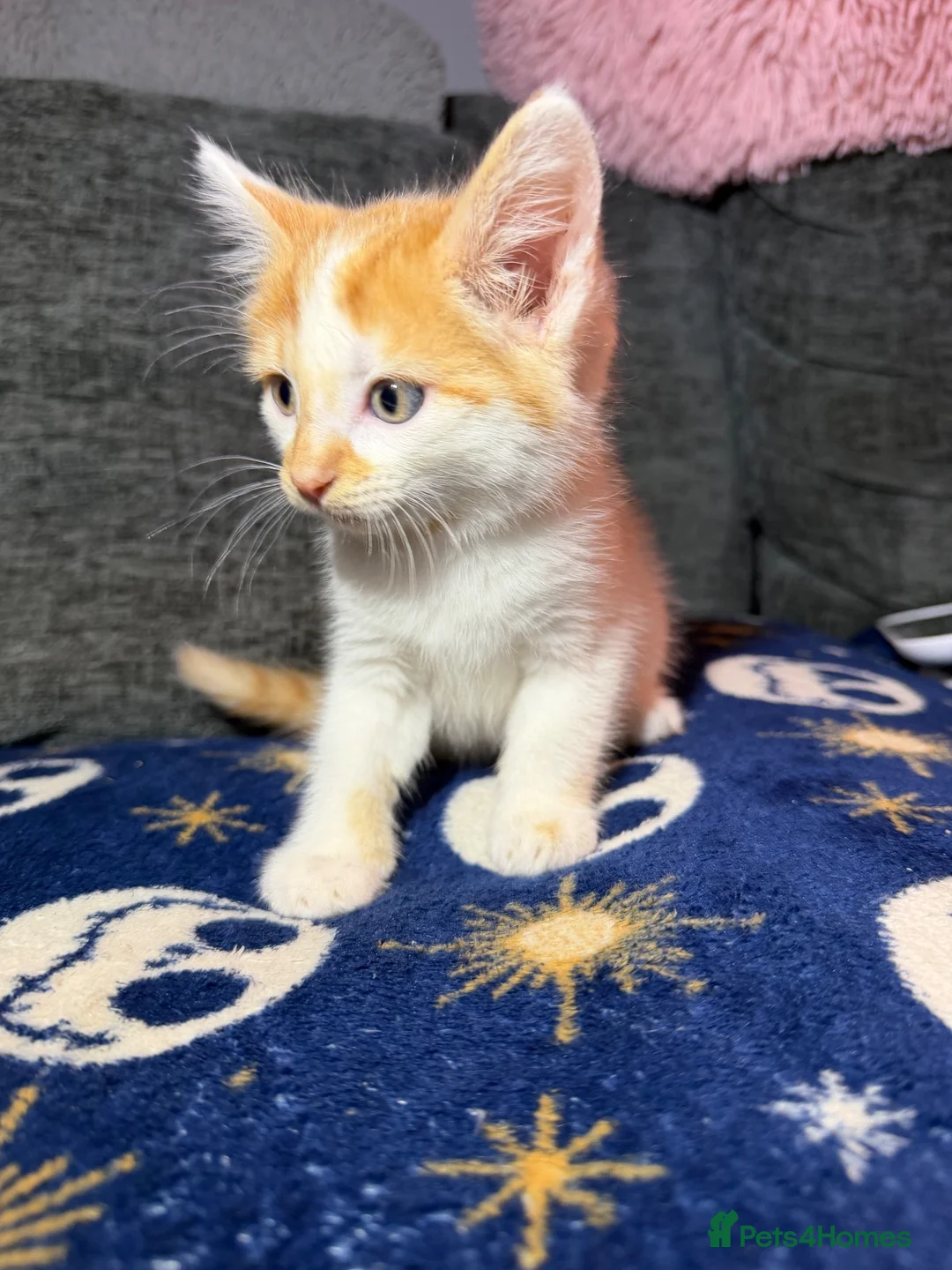 Mixed Breed cats for sale: Gorgeous white ginger tabby male kitten for sale  - Advert 2