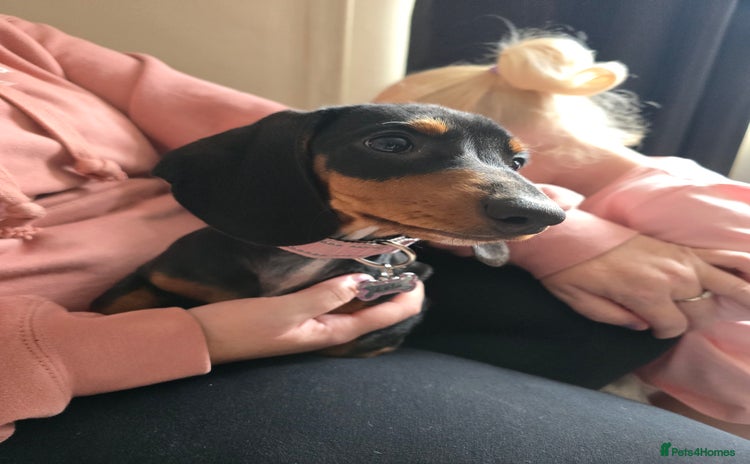 Miniature Dachshund dogs - Advert 8