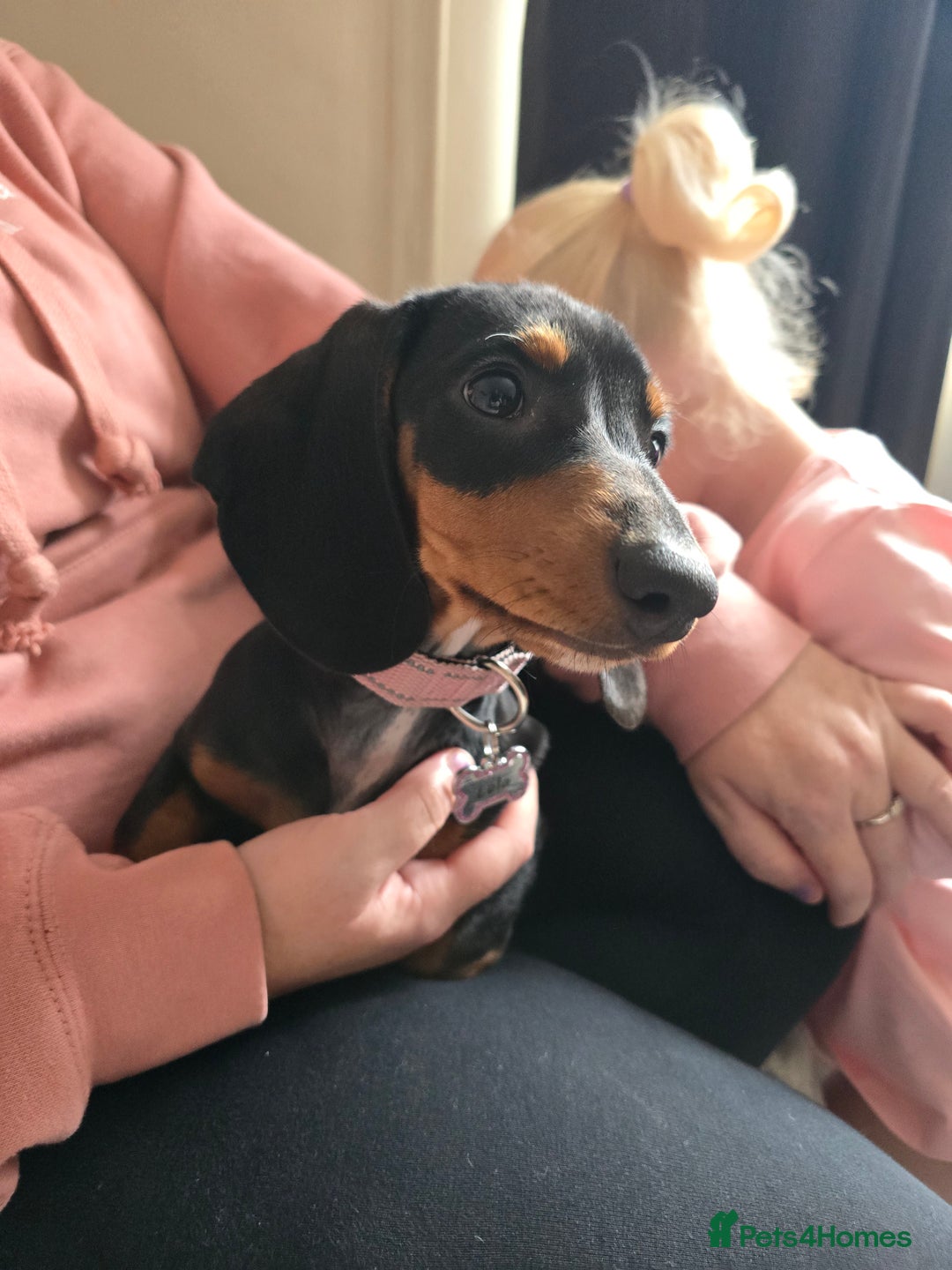 Miniature Dachshund dogs for sale: Miniture dachshund  - Image 1