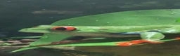 Frog reptiles for sale: Red eyed tree frog complete with set up  - Advert 5