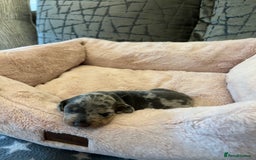 Dachshund dogs for sale: Beautiful Dachshund  - Image 11