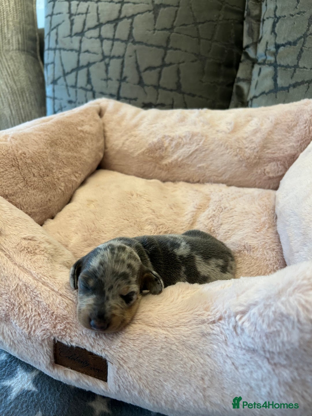 Dachshund dogs for sale: Beautiful Dachshund  - Image 11