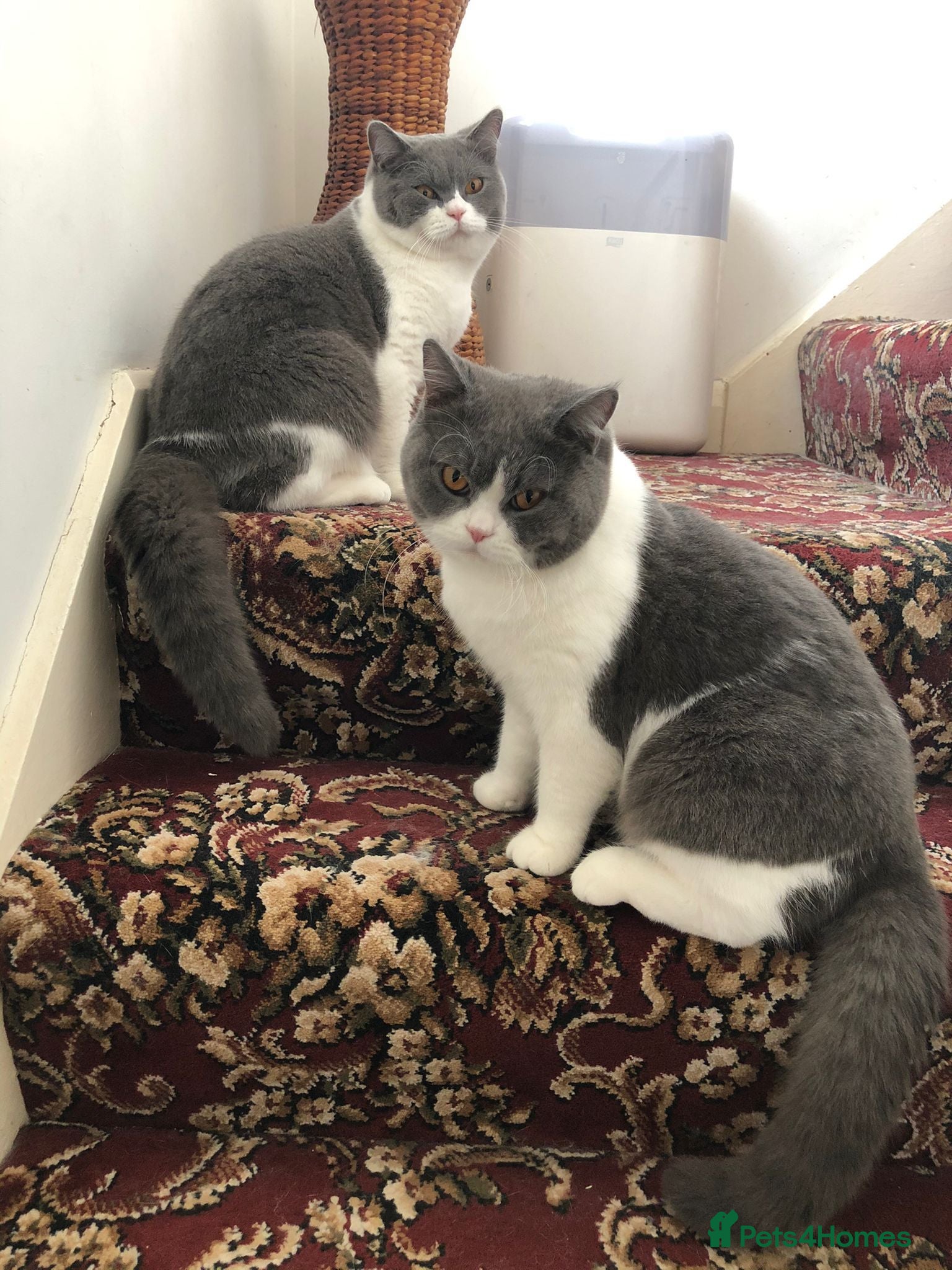British Shorthair cats 2 gentle indoor BSH male cats for sale (4yrs old)  - Advert 4