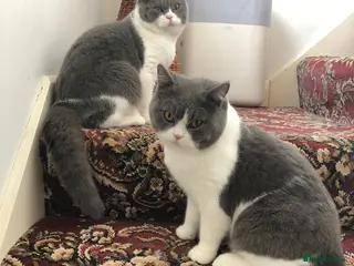 British Shorthair cats 2 gentle indoor BSH male cats for sale (4yrs old) - Advert 4