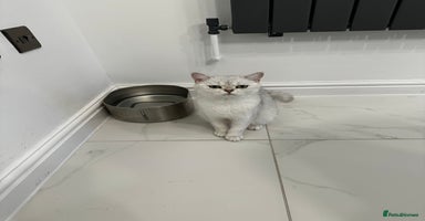 British Shorthair cats - Advert 11