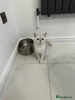 British Shorthair cats - Advert 5