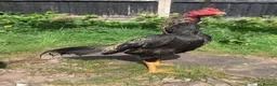 Mixed Breed birds for sale: Shamo Aseel male  - Advert 1