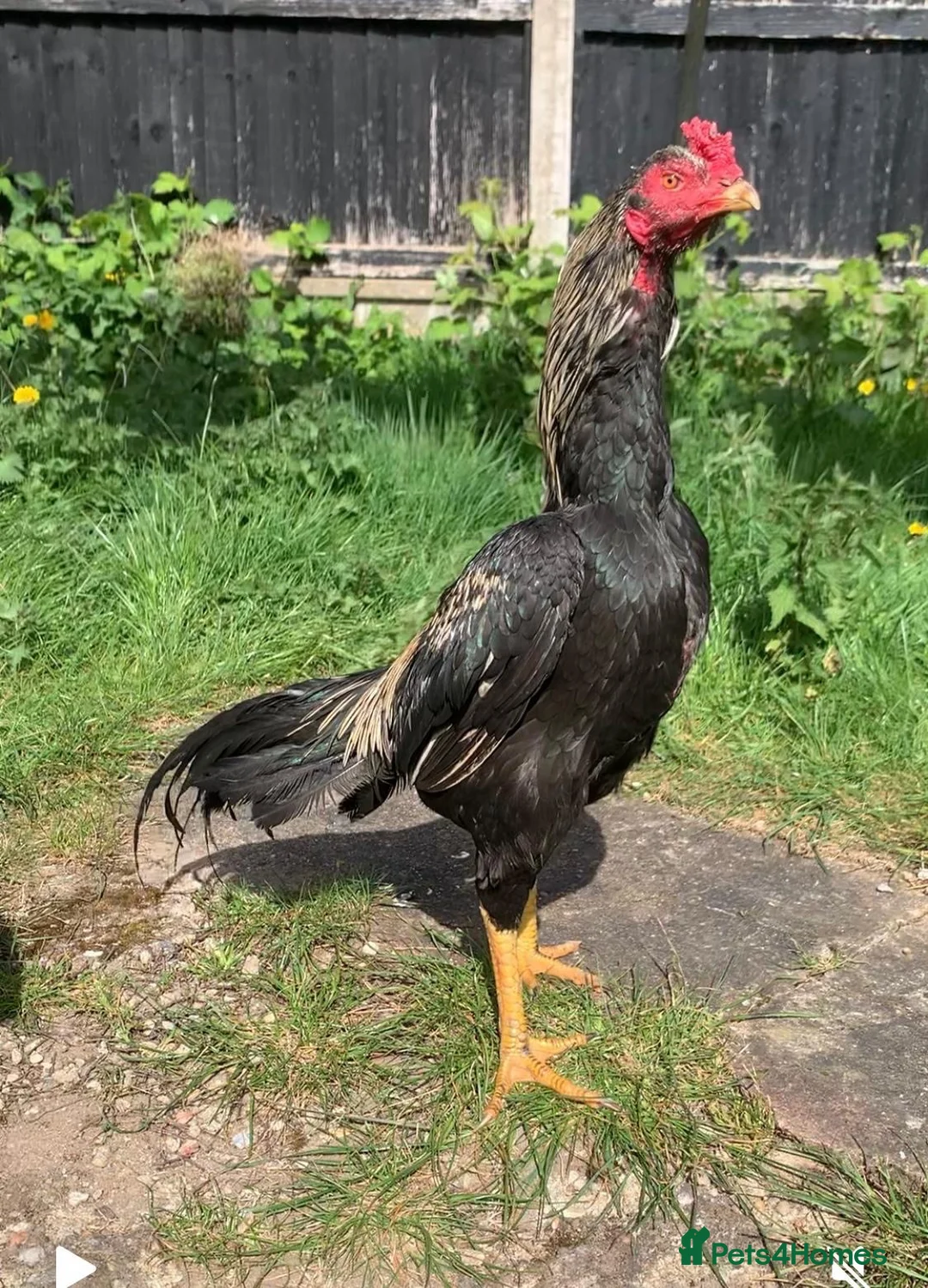 Mixed Breed birds for sale: Shamo Aseel male  - Advert 1