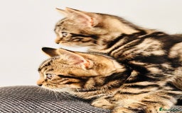 Mixed Breed cats for sale: 1 male, 1 female kittens  - Image 5