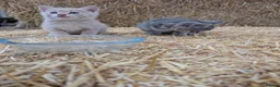 Mixed Breed cats for sale: 2 male farm kittens  in Stranraer - Advert 10