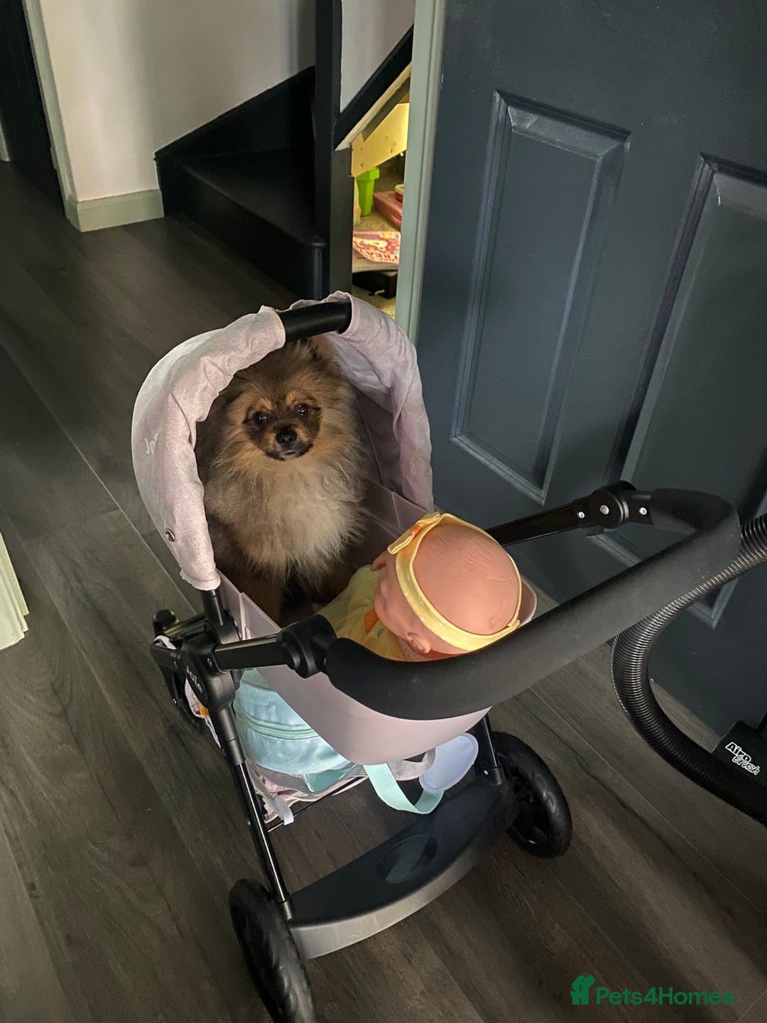 Pomeranian dogs for sale: Beautiful Pomeranian boy needs rehoming - Image 2