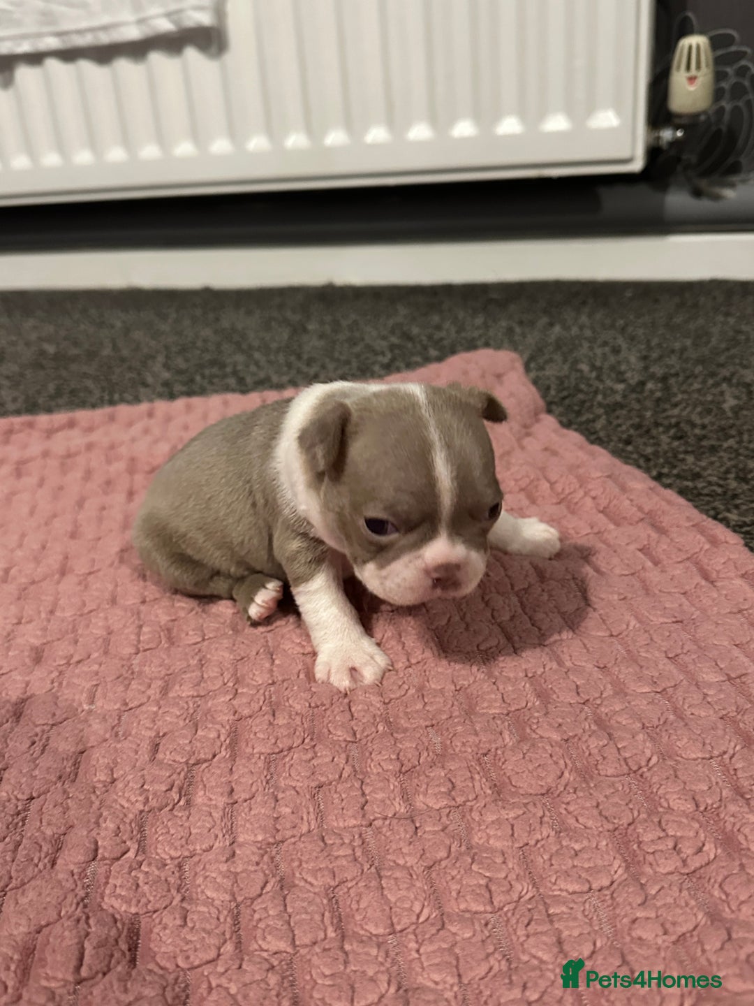 Boston Terrier dogs for sale: Boston terrier pups - Advert 4
