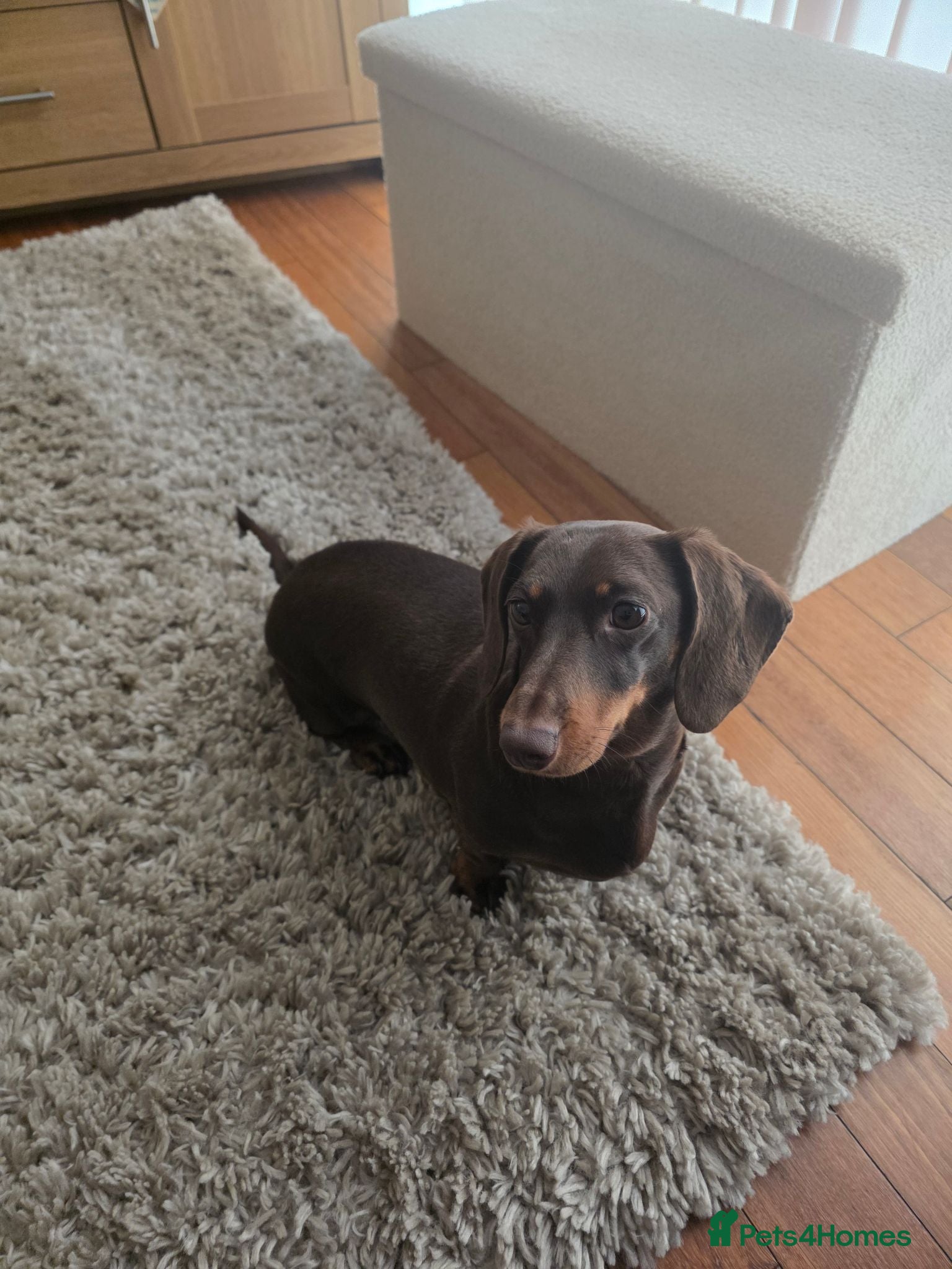 Dachshund dogs 3 year old female dachshund - Advert 1